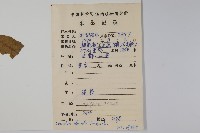 江南山梗菜藏品圖，第2張