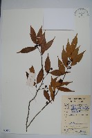 登錄號:S083873藏品圖，第1張