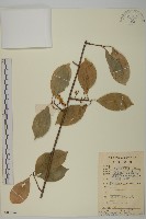 柄序南蛇藤藏品圖，第1張