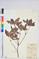 腺萼馬銀花藏品圖，第1張