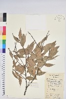 長尾栲、長尾柯、長尾尖葉櫧藏品圖，第1張