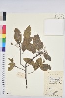 白臼藏品圖，第1張