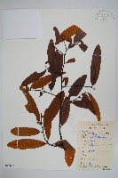 香港瓜馥木藏品圖，第1張