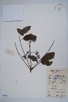 登錄號:S083897藏品圖，第1張