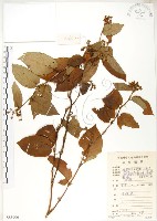 火炭母草、清飯藤藏品圖，第1張