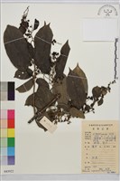 尼泊爾鼠李藏品圖，第1張