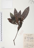 九節木、牛屎烏、青龍吐霧藏品圖，第1張