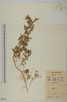 臭杏、土荊芥藏品圖，第1張