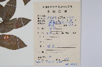 假鷹爪藏品圖，第2張