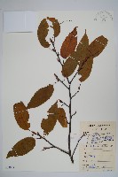 雷公鵝耳櫪藏品圖，第1張