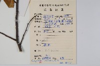 雷公鵝耳櫪藏品圖，第2張