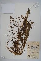 中華沙參藏品圖，第1張