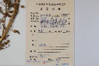 中華沙參藏品圖，第2張