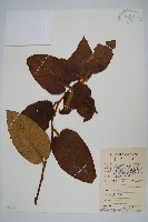 棕毛獼猴桃藏品圖，第1張