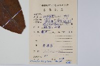 棕毛獼猴桃藏品圖，第2張