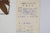 奶果獼猴桃藏品圖，第2張