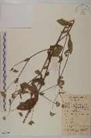 華中薔薇藏品圖，第1張