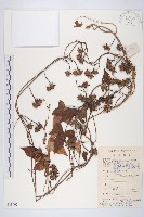 繖花菜欒藤藏品圖，第1張