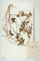 飛蛾藤藏品圖，第1張