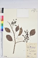 茄苳、重陽木藏品圖，第1張