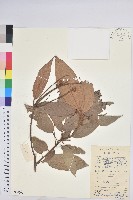 粗糠柴藏品圖，第1張