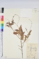 毛果巴豆藏品圖，第1張