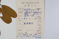 瓜馥木藏品圖，第2張