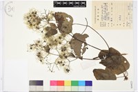 鈍齒鐵線蓮藏品圖，第1張