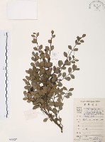 小葉赤楠藏品圖，第1張
