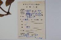 裡白忍冬、紅腺忍冬藏品圖，第2張