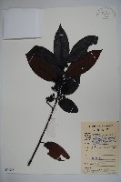 廣東冬青藏品圖，第1張