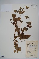 金錢豹藏品圖，第1張