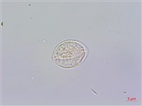 糯米團藏品圖，第2張