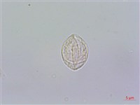 糯米團藏品圖，第3張