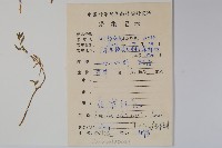 半邊蓮、鐮磨仔草藏品圖，第2張