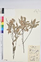 長尾栲、長尾柯、長尾尖葉櫧藏品圖，第1張