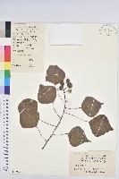 烏臼藏品圖，第1張