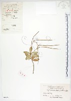 石吊蘭、吊石苣苔藏品圖，第1張