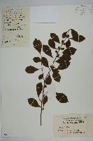 鼠李冬青、滿樹星藏品圖，第1張