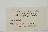 鼠李冬青、滿樹星藏品圖，第2張