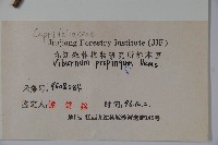 高山莢迷藏品圖，第2張