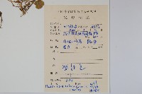 普剌特草藏品圖，第2張