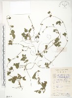 登錄號:S084103藏品圖，第1張