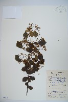 南方莢迷藏品圖，第1張