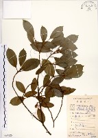 榕樹藏品圖，第1張