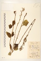 高大翅果菊藏品圖，第1張