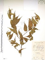 銳葉山黃麻藏品圖，第1張