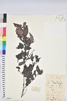 喙果黑面神藏品圖，第1張