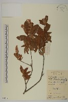 江南山柳藏品圖，第1張