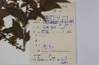 密毛假黃楊藏品圖，第2張